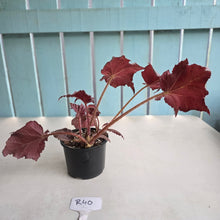 Load image into Gallery viewer, #R40 Begonia Burgundy Sunrise