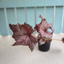 Load image into Gallery viewer, #R40 Begonia Burgundy Sunrise