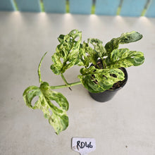 Load image into Gallery viewer, #RD46 Variegated Monstera Adansonii Mint