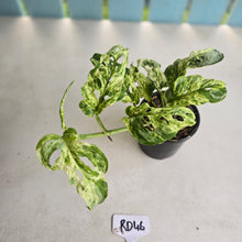 Load image into Gallery viewer, #RD46 Variegated Monstera Adansonii Mint