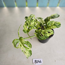 Load image into Gallery viewer, #RD46 Variegated Monstera Adansonii Mint