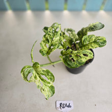 Load image into Gallery viewer, #RD46 Variegated Monstera Adansonii Mint