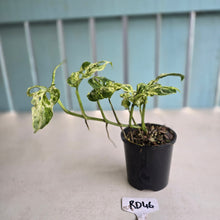 Load image into Gallery viewer, #RD46 Variegated Monstera Adansonii Mint