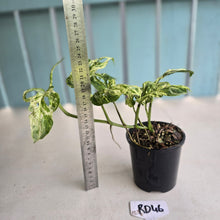 Load image into Gallery viewer, #RD46 Variegated Monstera Adansonii Mint