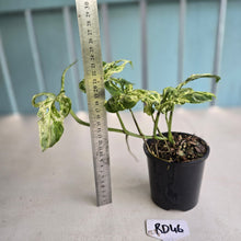 Load image into Gallery viewer, #RD46 Variegated Monstera Adansonii Mint