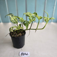 Load image into Gallery viewer, #RD46 Variegated Monstera Adansonii Mint