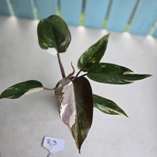 Load image into Gallery viewer, #R3 Philodendron Red Anderson