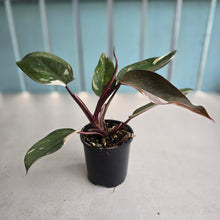 Load image into Gallery viewer, #R3 Philodendron Red Anderson