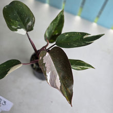 Load image into Gallery viewer, #R3 Philodendron Red Anderson