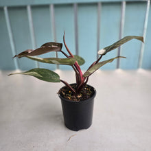 Load image into Gallery viewer, #R3 Philodendron Red Anderson