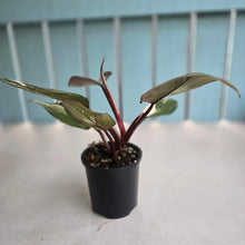 Load image into Gallery viewer, #R3 Philodendron Red Anderson
