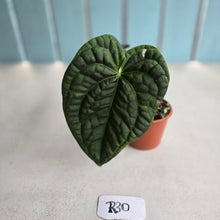Load image into Gallery viewer, #R30 Anthurium Dark Complex x Luxurians