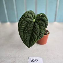 Load image into Gallery viewer, #R30 Anthurium Dark Complex x Luxurians