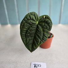 Load image into Gallery viewer, #R30 Anthurium Dark Complex x Luxurians