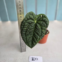 Load image into Gallery viewer, #R30 Anthurium Dark Complex x Luxurians
