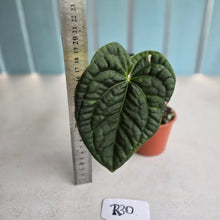 Load image into Gallery viewer, #R30 Anthurium Dark Complex x Luxurians