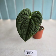 Load image into Gallery viewer, #R30 Anthurium Dark Complex x Luxurians