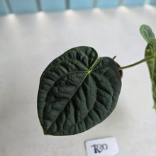 Load image into Gallery viewer, #R30 Anthurium Dark Complex x Luxurians