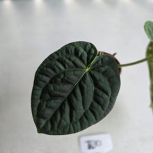 Load image into Gallery viewer, #R30 Anthurium Dark Complex x Luxurians