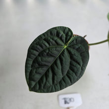 Load image into Gallery viewer, #R30 Anthurium Dark Complex x Luxurians