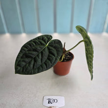 Load image into Gallery viewer, #R30 Anthurium Dark Complex x Luxurians