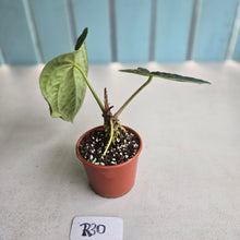 Load image into Gallery viewer, #R30 Anthurium Dark Complex x Luxurians