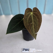 Load image into Gallery viewer, #R882 Anthurium (Papillilaminum x Black Sensation) x