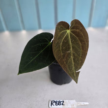 Load image into Gallery viewer, #R882 Anthurium (Papillilaminum x Black Sensation) x