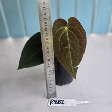 Load image into Gallery viewer, #R882 Anthurium (Papillilaminum x Black Sensation) x