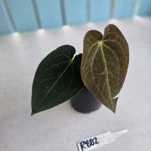 Load image into Gallery viewer, #R882 Anthurium (Papillilaminum x Black Sensation) x
