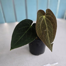 Load image into Gallery viewer, #R882 Anthurium (Papillilaminum x Black Sensation) x
