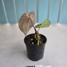 Load image into Gallery viewer, #R882 Anthurium (Papillilaminum x Black Sensation) x