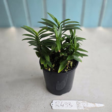 Load image into Gallery viewer, #R433 Pedilanthus Tithymaloides