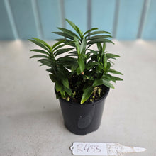 Load image into Gallery viewer, #R433 Pedilanthus Tithymaloides