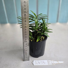 Load image into Gallery viewer, #R433 Pedilanthus Tithymaloides