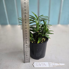 Load image into Gallery viewer, #R433 Pedilanthus Tithymaloides