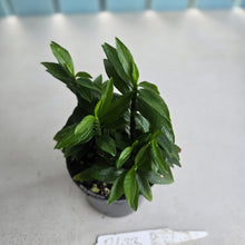 Load image into Gallery viewer, #R433 Pedilanthus Tithymaloides