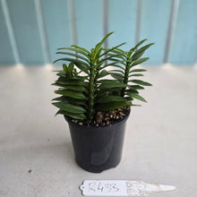 Load image into Gallery viewer, #R433 Pedilanthus Tithymaloides