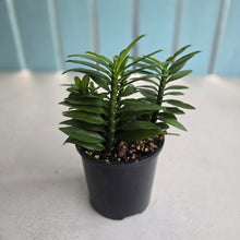 Load image into Gallery viewer, #R433 Pedilanthus Tithymaloides