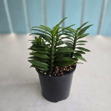 Load image into Gallery viewer, #R433 Pedilanthus Tithymaloides