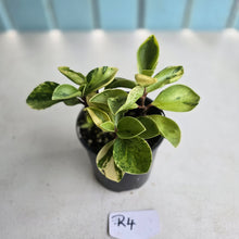 Load image into Gallery viewer, #R4 Peperomia 'Absinthe'