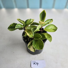 Load image into Gallery viewer, #R4 Peperomia 'Absinthe'