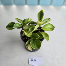 Load image into Gallery viewer, #R4 Peperomia 'Absinthe'