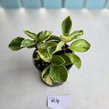 Load image into Gallery viewer, #R4 Peperomia 'Absinthe'