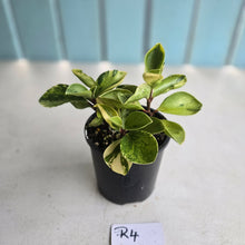 Load image into Gallery viewer, #R4 Peperomia 'Absinthe'