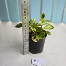 Load image into Gallery viewer, #R4 Peperomia 'Absinthe'
