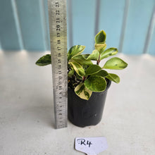 Load image into Gallery viewer, #R4 Peperomia 'Absinthe'