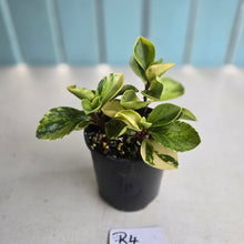 Load image into Gallery viewer, #R4 Peperomia 'Absinthe'