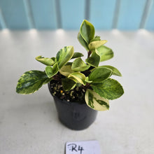 Load image into Gallery viewer, #R4 Peperomia 'Absinthe'