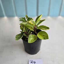 Load image into Gallery viewer, #R4 Peperomia 'Absinthe'